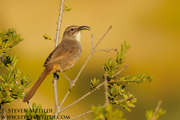 BIRDS OF THE WESTERN US